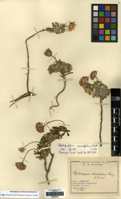 Haplopappus scrobiculatus [Espécimen: ]