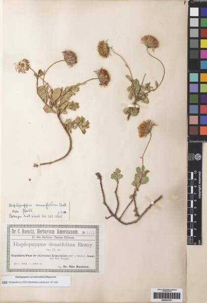 Haplopappus glabratus [Espécimen: ]