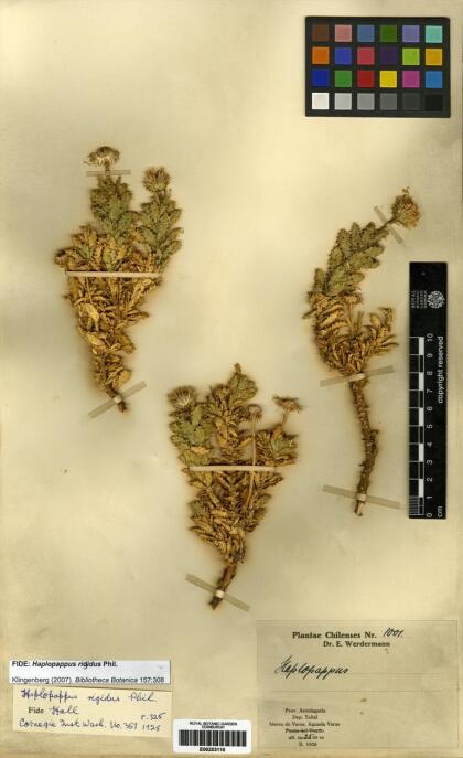Haplopappus rigidus [Espécimen: ]