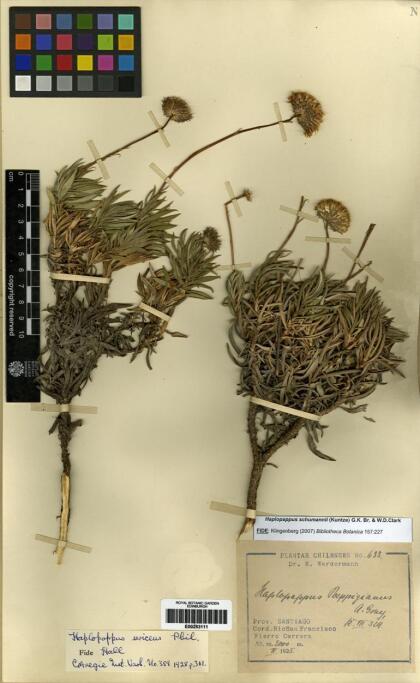 Haplopappus schumannii [Espécimen: ]