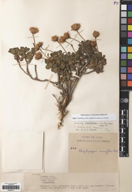 Haplopappus scrobiculatus [Espécimen: ]