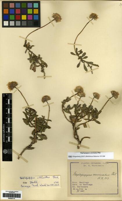 Haplopappus uncinatus [Espécimen: ]