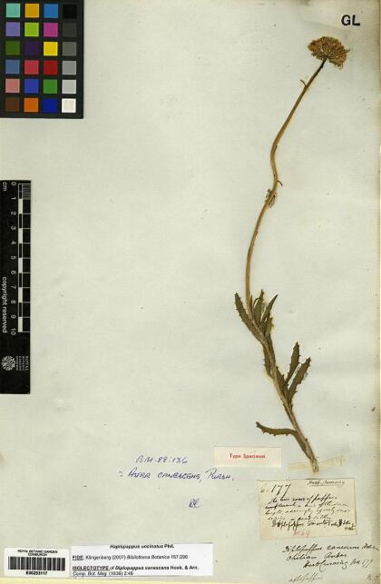 Haplopappus uncinatus [Espécimen: ]