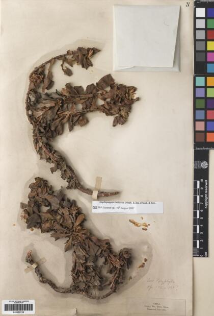 Haplopappus foliosus [Espécimen: ]