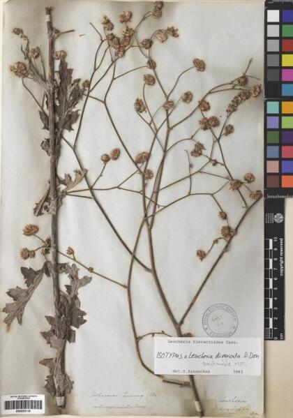 Leucheria hieracioides [Espécimen: ]