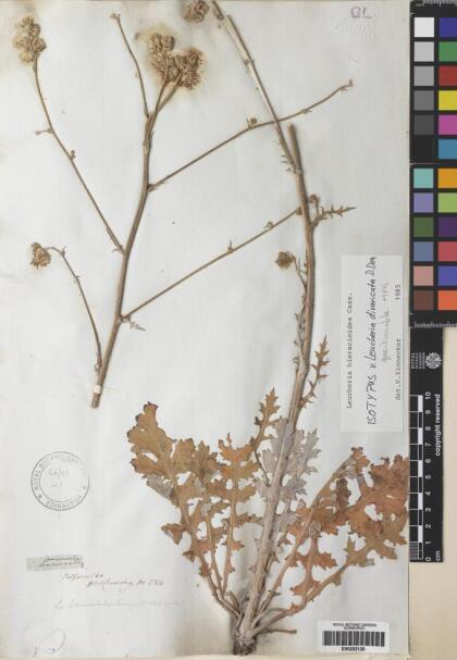 Leucheria hieracioides [Espécimen: ]