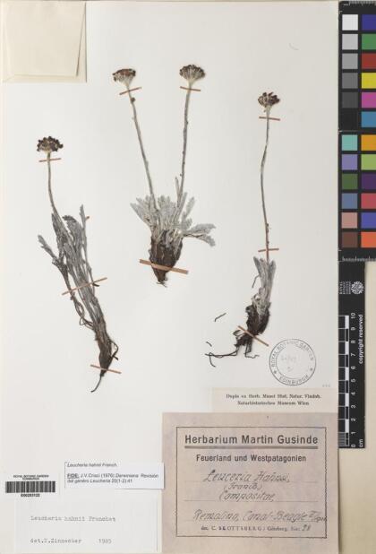 Leucheria suaveolens [Espécimen: ]