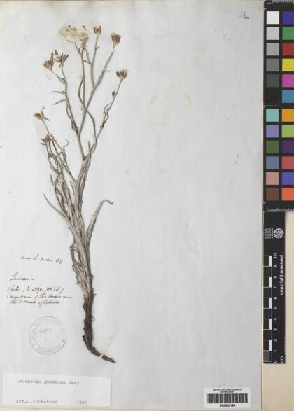 Leucheria gilliesii [Espécimen: ]