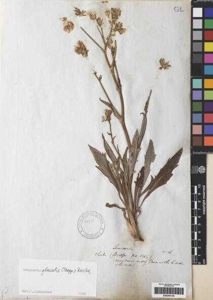 Leucheria glacialis [Espécimen: ]