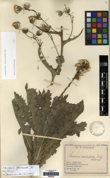 Leucheria floribunda [Espécimen: ]
