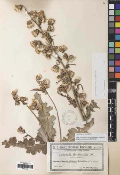 Leucheria floribunda [Espécimen: ]