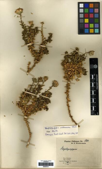 Haplopappus villanuevae [Espécimen: ]