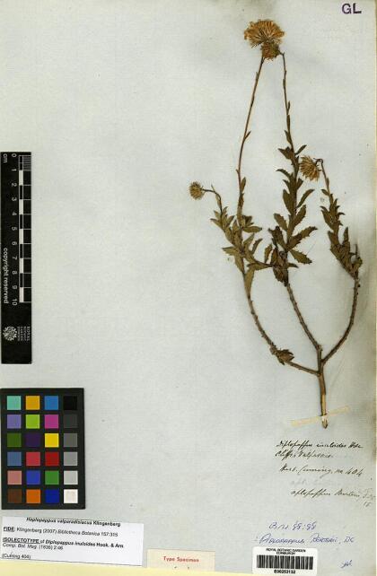 Haplopappus valparadisiacus [Espécimen: ]