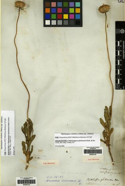 Haplopappus velutinus subsp. velutinus [Espécimen: ]