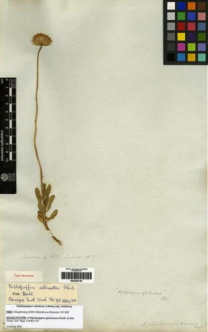 Haplopappus velutinus subsp. velutinus [Espécimen: ]