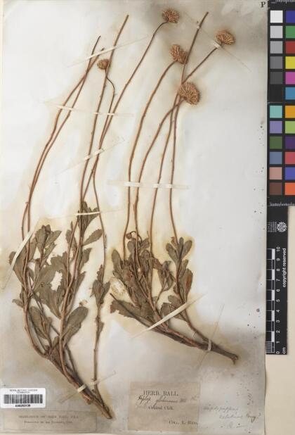 Haplopappus velutinus [Espécimen: ]