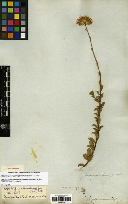 Haplopappus valparadisiacus [Espécimen: ]