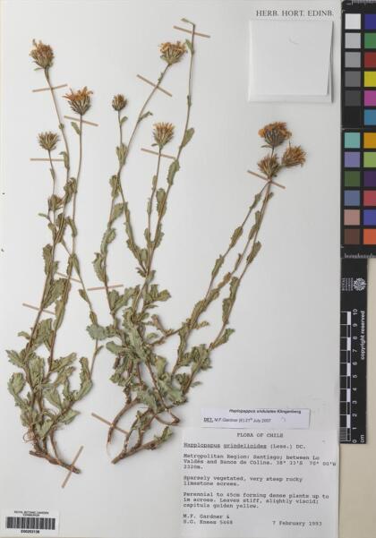 Haplopappus undulatus [Espécimen: ]
