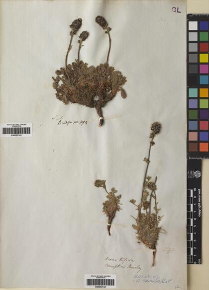 Acaena trifida [Espécimen: ]