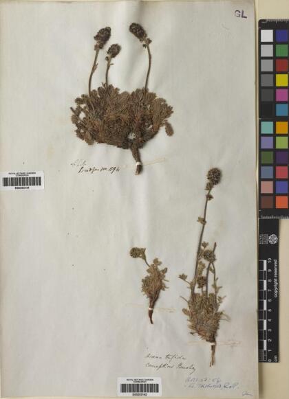 Acaena trifida [Espécimen: ]