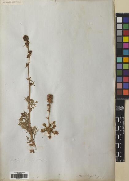 Acaena trifida [Espécimen: ]