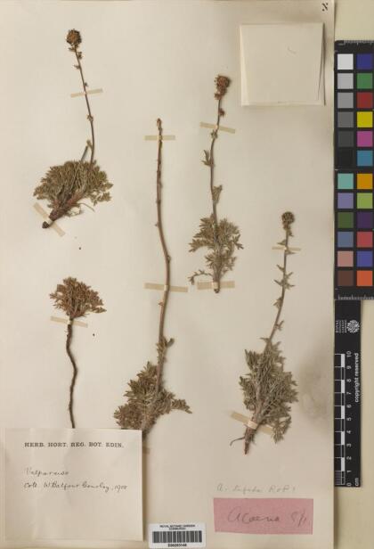 Acaena trifida [Espécimen: ]