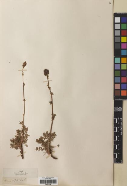 Acaena trifida [Espécimen: ]
