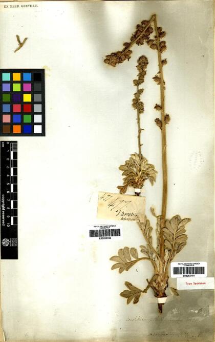 Acaena splendens [Espécimen: ]