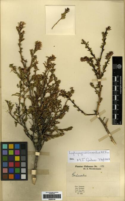 Lophopappus cuneatus [Espécimen: ]