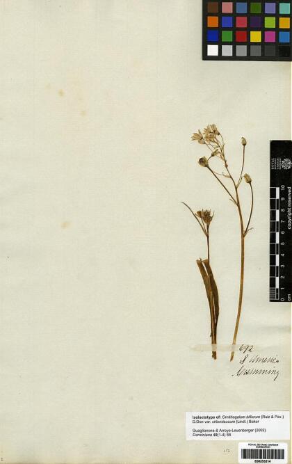 Oziroe biflora [Espécimen: ]