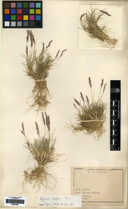 Agrostis meyenii [Espécimen: ]