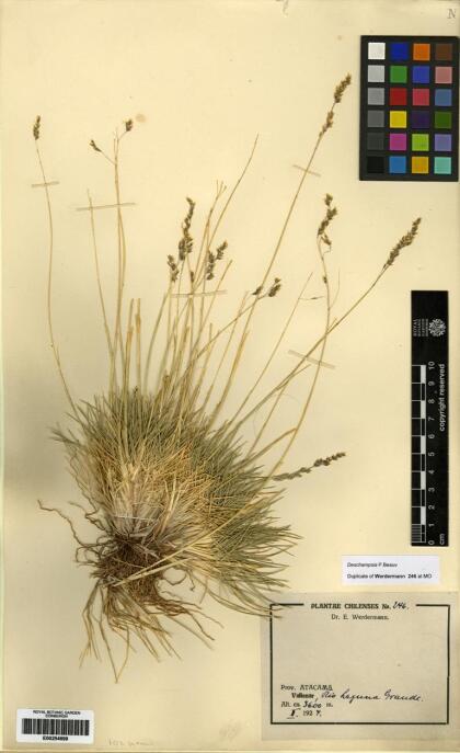 Deschampsia eminens [Espécimen: ]