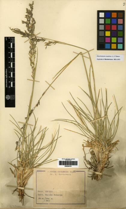 Deschampsia cespitosa [Espécimen: ]