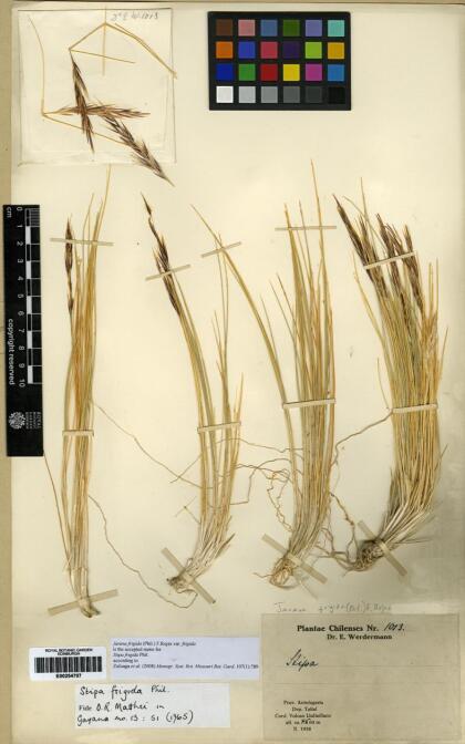 Pappostipa frigida [Espécimen: ]