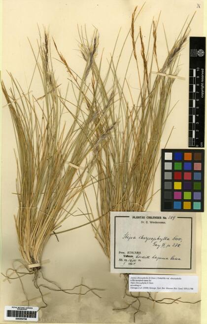Pappostipa chrysophylla [Espécimen: ]