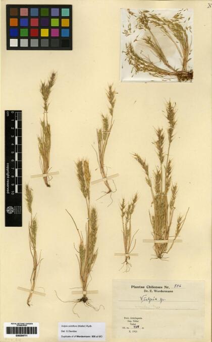 Festuca octoflora [Espécimen: ]