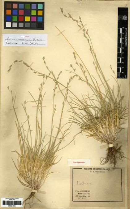 Festuca werdermannii [Espécimen: ]