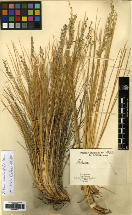 Festuca acanthophylla [Espécimen: ]