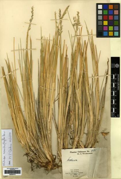 Festuca acanthophylla [Espécimen: ]