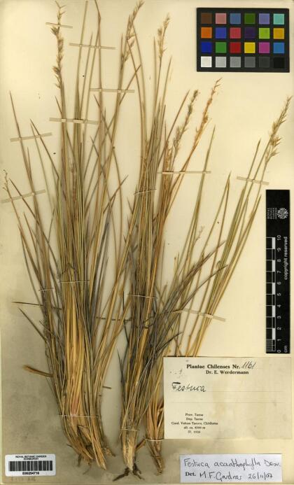 Festuca acanthophylla [Espécimen: ]