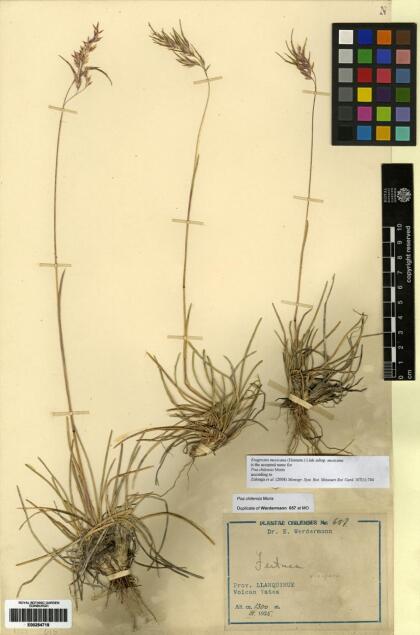 Eragrostis nigricans var. punensis [Espécimen: ]