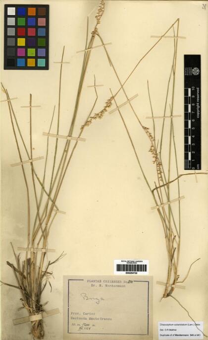 Chascolytrum subaristatum [Espécimen: ]