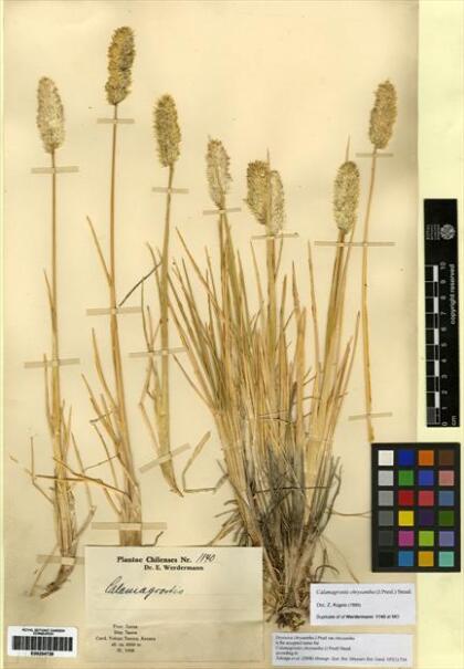 Deschampsia chrysantha [Espécimen: ]