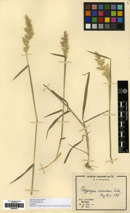 Polypogon australis [Espécimen: ]