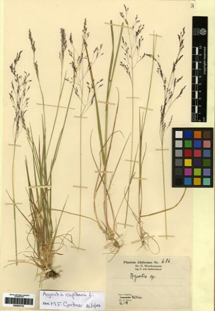 Agrostis capillaris [Espécimen: ]