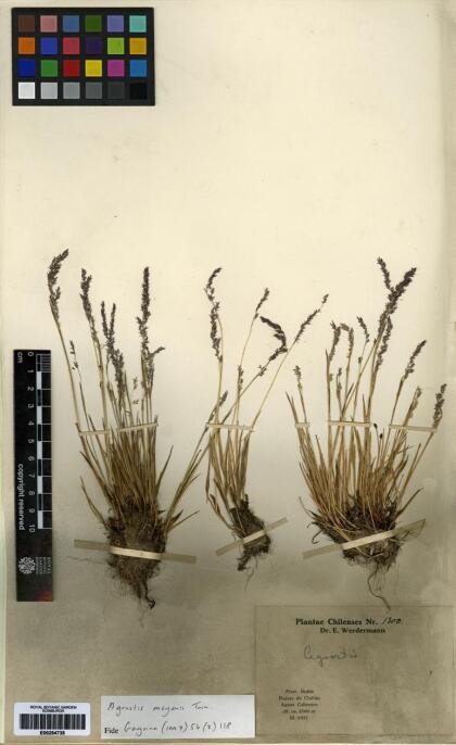 Agrostis meyenii [Espécimen: ]