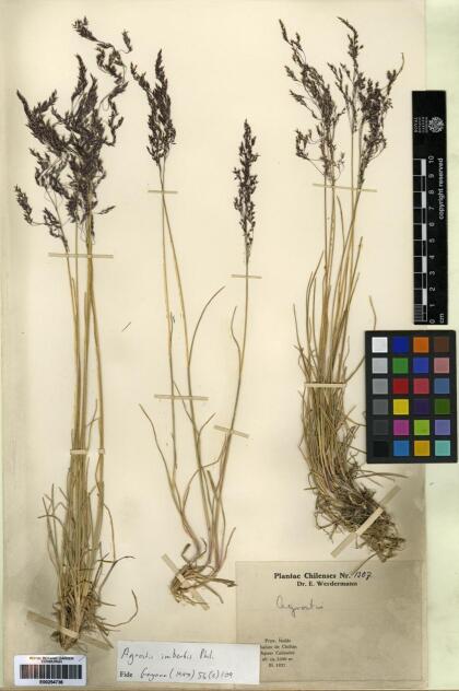 Agrostis stenophylla [Espécimen: ]