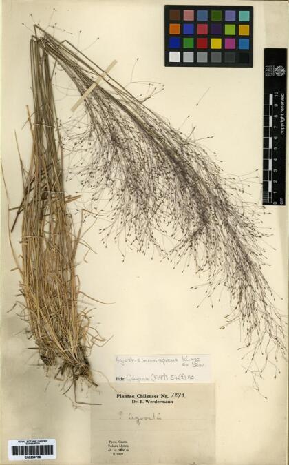 Agrostis inconspicua [Espécimen: ]