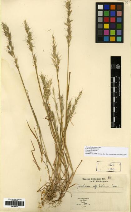 Bromus berteroanus [Espécimen: ]