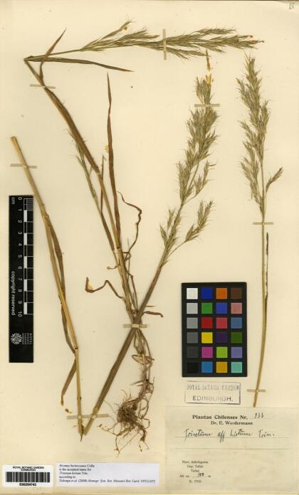 Bromus berteroanus [Espécimen: ]